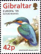 Upper Rock Nature Reserve: Kingfisher (Alcedo atthis)