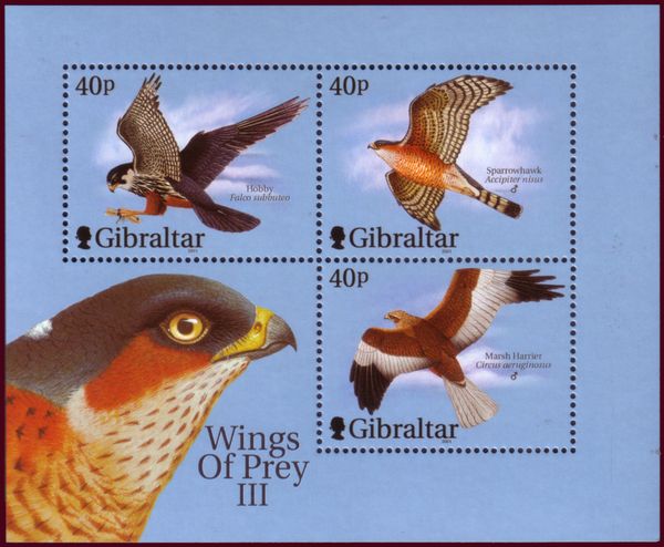 Lesser Kestrel (Falco naumanni)