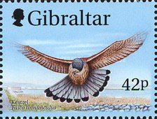 Common Kestrel (Falco tinnunculus)