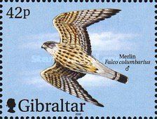 Merlin (Falco columbarius) - Male