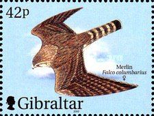 Merlin (Falco columbarius) - Female