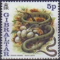 Grass Snake (Natrix natrix) 