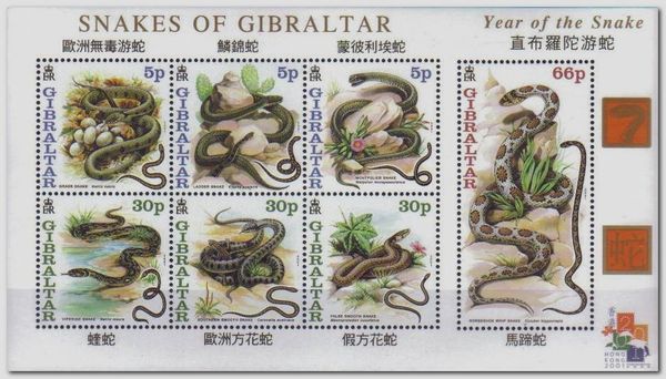 Snakes of Gibraltar - Year of the Snake