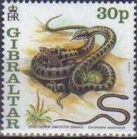 Southern Smooth Snake (Coronella austriaca)