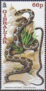 Horseshoe Whip Snake (Coluber hippocrepis)