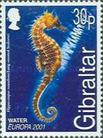 Long-snouted Seahorse (Hippocampus ramulosus)