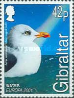 Yellow-legged Gull (Larus cachinnans)