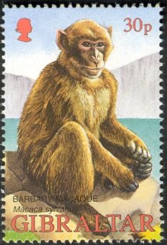 Barbary Macaque (Macaca sylvanus)