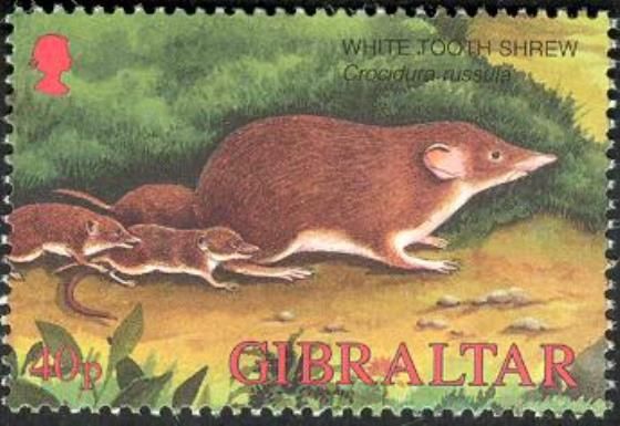 Greater White-toothed Shrew (Crocidura russula)