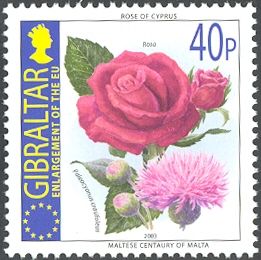 Rose of Cyprus and Maltese Centaury of Malta