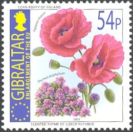 Corn Poppy of Poland and Scented Thyme of Czech Republic