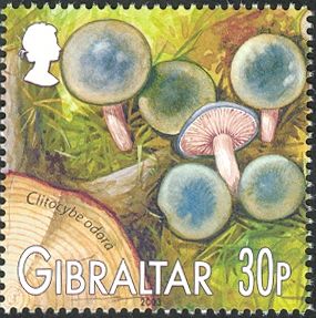 Blue-Green Funnel-Cap (Clitocybe odara)