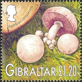 Field Mushrooms (Agaricus campestris)