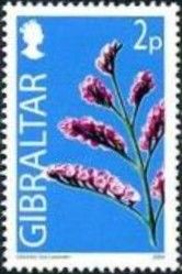 Gibraltar Sea Lavender (Limonium emarginatum)