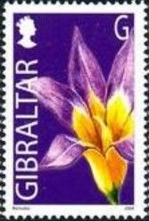 Romulea clusiana