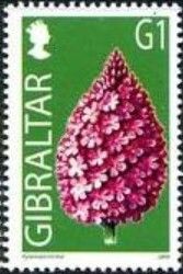 Pyramidal orchid (Anacamptis pyramidalis)