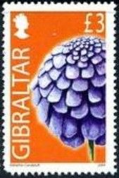 Corn poppy (Papaver rhoeas)