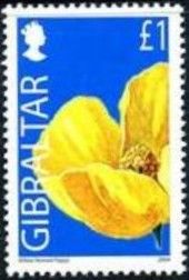 Yellow Horned Poppy (Glaucium flavum)