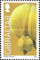 Gibraltar restharrow (Ononis natrix)
