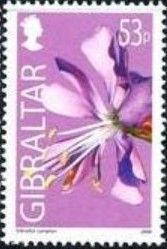 Gibraltar campion (Silene tomentosa)
