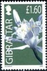 Sea daffodil (Pancratium maritimum)