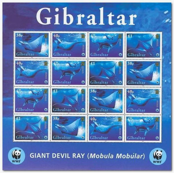 Giant Devil Ray