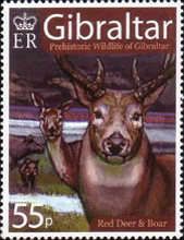 Red Deer (Cervus elaphus), Boar (Sus scrofa)