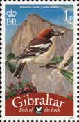 Woodchat Shrike (Lanius senator)