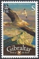 Egyptian Vulture (Neophron percnopterus)