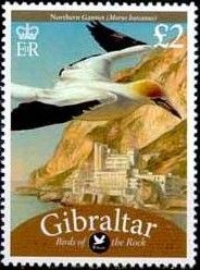 Northern Gannet (Morus bassanus)