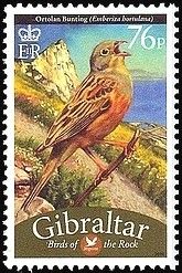 Ortolan Bunting (Emberiza hortulana)