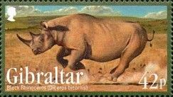 Black Rhinoceros (Diceros bicornis)