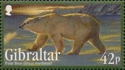 Polar Bear (Ursus maritimus)