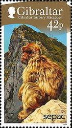 Barbary Macaque (Macaca sylvanus)