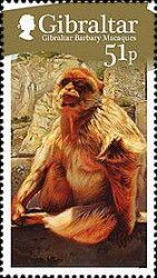 Barbary Macaque (Macaca sylvanus)