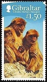 Barbary Macaque (Macaca sylvanus)