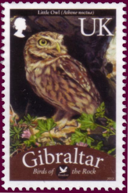 Little Owl (Athene noctua)