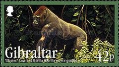 Western Lowland Gorilla (Gorilla gorilla gorilla)
