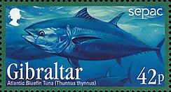 Atlantic Bluefin Tuna (Thunnus thynnus)