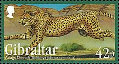 Cheetah (Acinonyx jubatus)