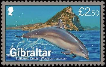 Common Bottlenose Dolphin (Tursiops truncatus)