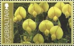 Gibraltar Restharrow