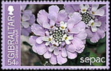 Gibraltar Candytuft