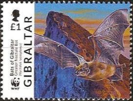Greater noctule bat (Nyctalus lasiopterus)