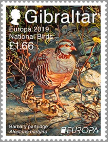 Barbary Partridge (Alectoris barbara)