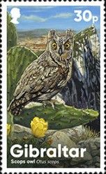 Scops Owl (Otus scops)