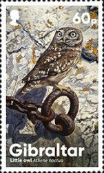 Little Owl (Athene noctua)