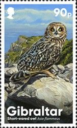 Short-eared Owl (Asio flammeus)