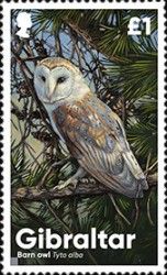 Barn Owl (Tyto alba)