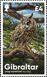 Long-eared Owl (Asio otus)